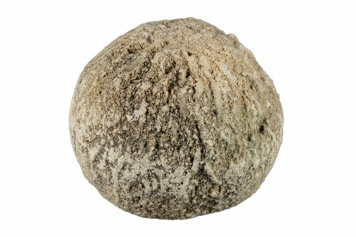 Silurain Fossil Sponge (Astraeospongia) - Tennessee #203724